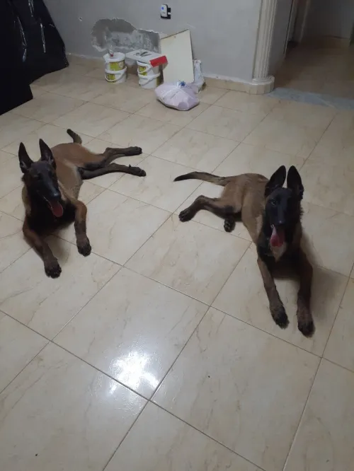 Chien malinois 
