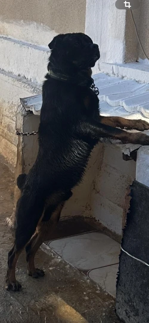 بيبي روت فايلر المو