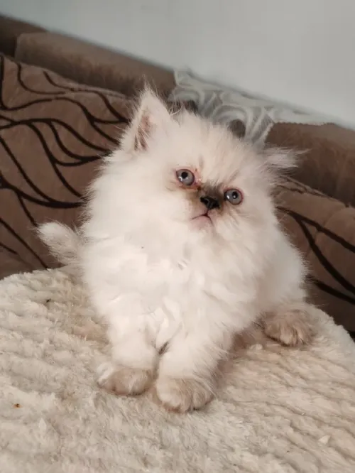 Petit Persian Himalayan Peke Face