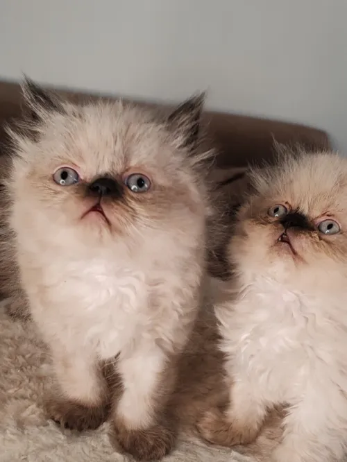 Petit Persian Himalayan Peke Face