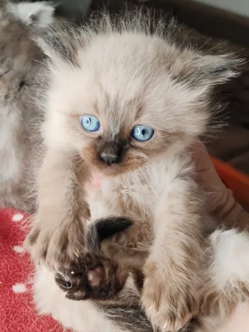 Deux chats Himalayan mâle et femelle