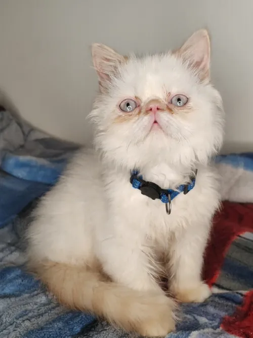 Magnifique chat Persan pure race