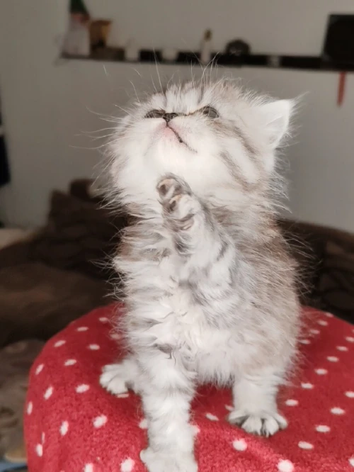 adorable Chaton Persan Silver