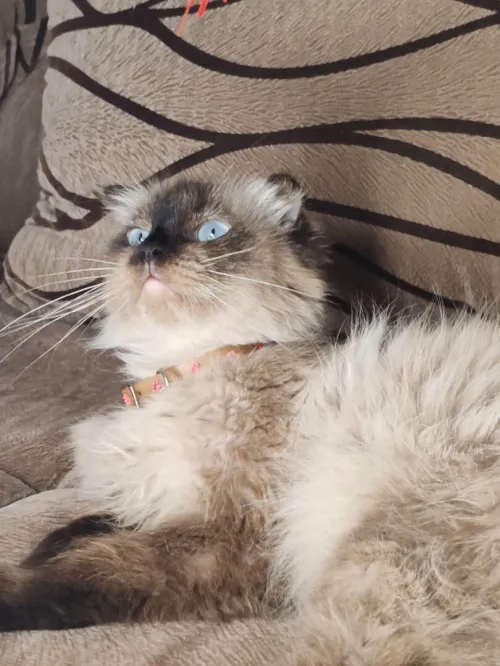 Adorable Femmel scottish fold