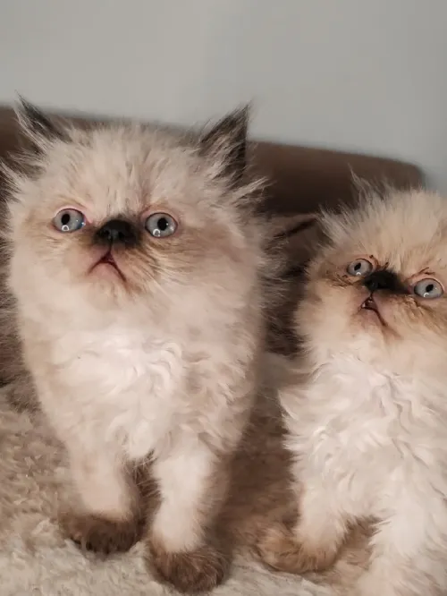Petit Persian Himalayan Peke Face