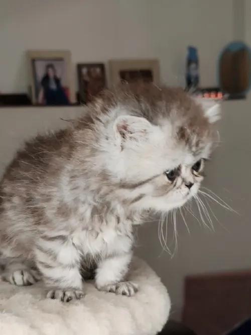 adorable Chaton Persan Silver