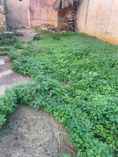 Vente Villa Alger El achour