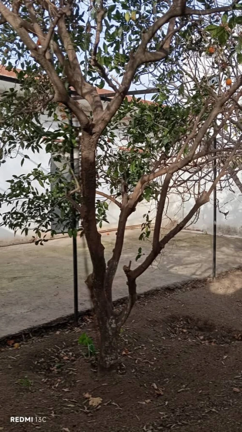 Vente Villa Blida Bouinan