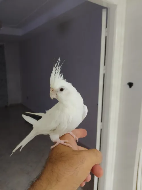 Calopsitte albino