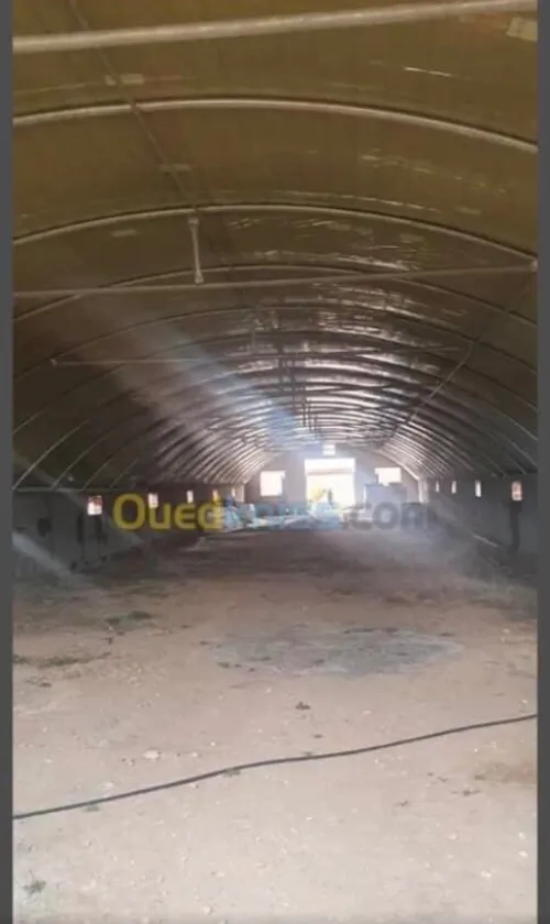 Vente Terrain Djelfa Ain oussara