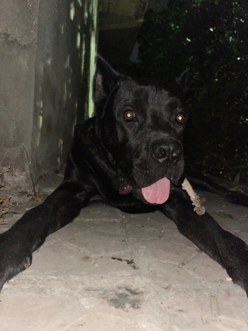 Cane corso