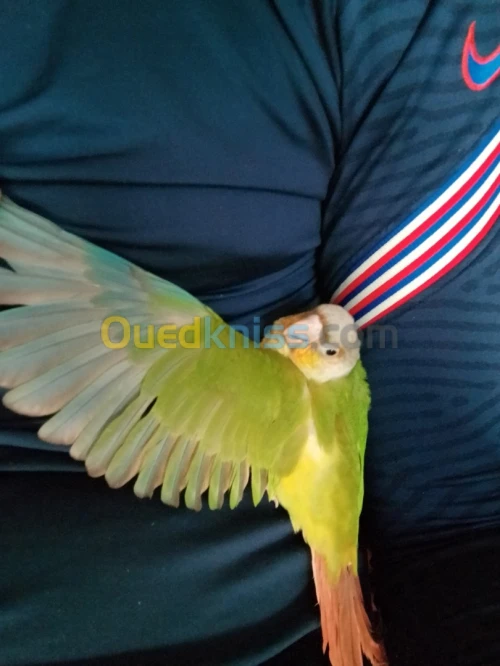 Perroquet 100% apprivoisé 