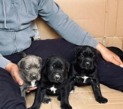 Cane corso