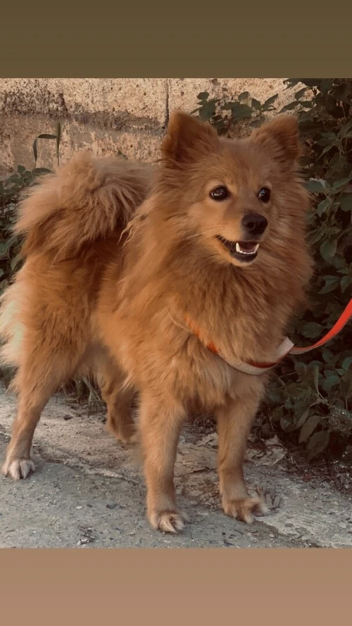 Spitz