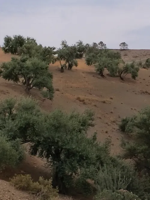 Location Terrain Bordj Bou Arreridj Ouled sidi brahim