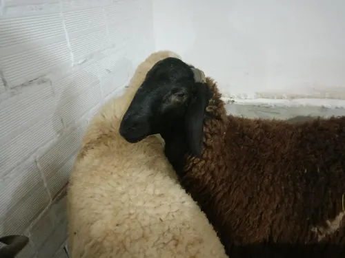 Mouton a vendre