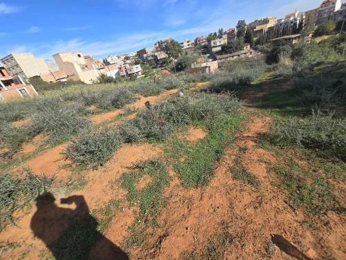 Vente Terrain Alger Saoula