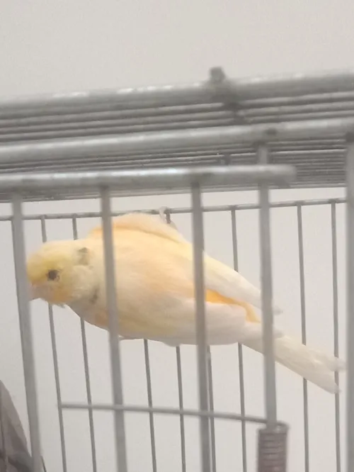 Canari mal de 05 mois