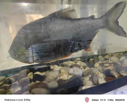 Poisson Pacu noire piranha 