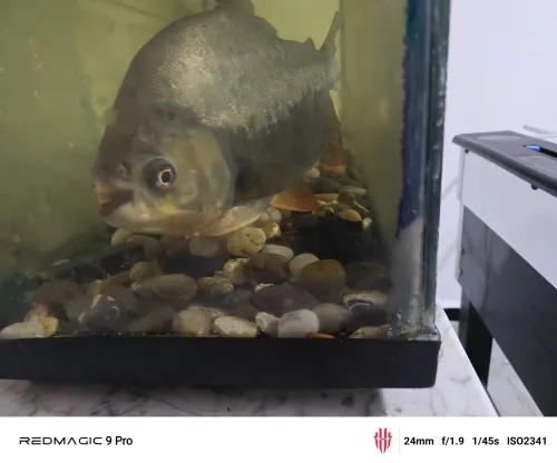 Poisson Pacu noire piranha 