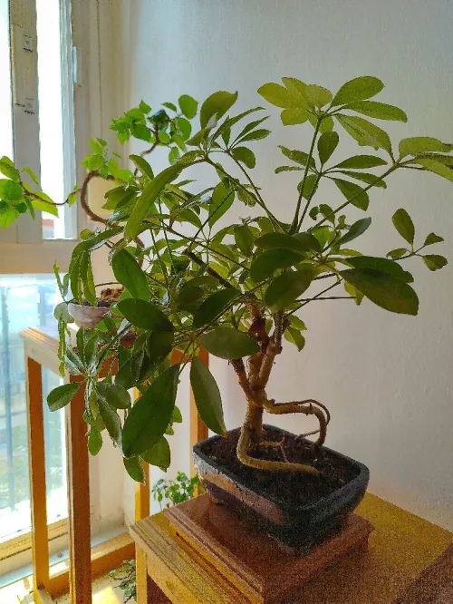 Bonsaï shefflera