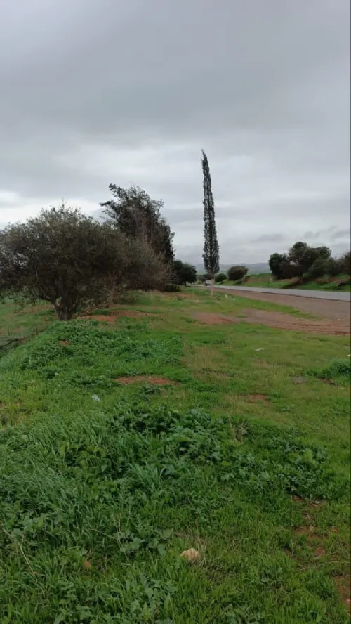 Vente Terrain Aïn Témouchent El amria