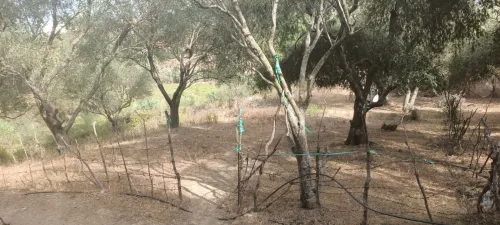 Vente Terrain Skikda Cheraia