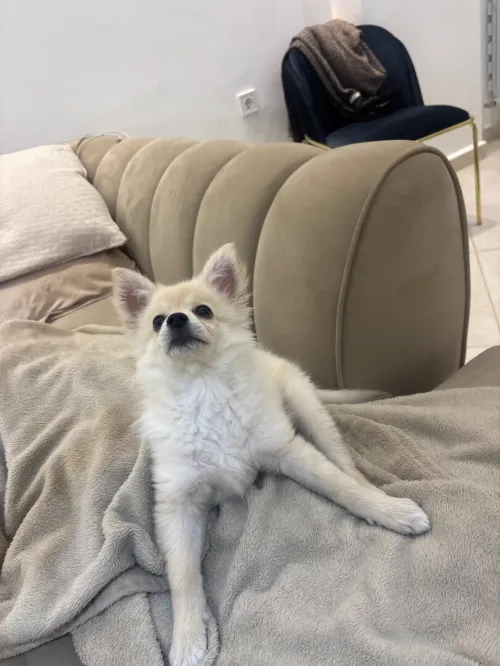 Spitz allemand nain a vendre
