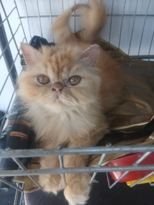 chat persan pikie fiece 