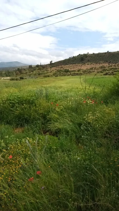 Vente Terrain Tlemcen Oued chouli