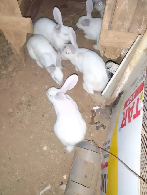 Lapins males et femelles 