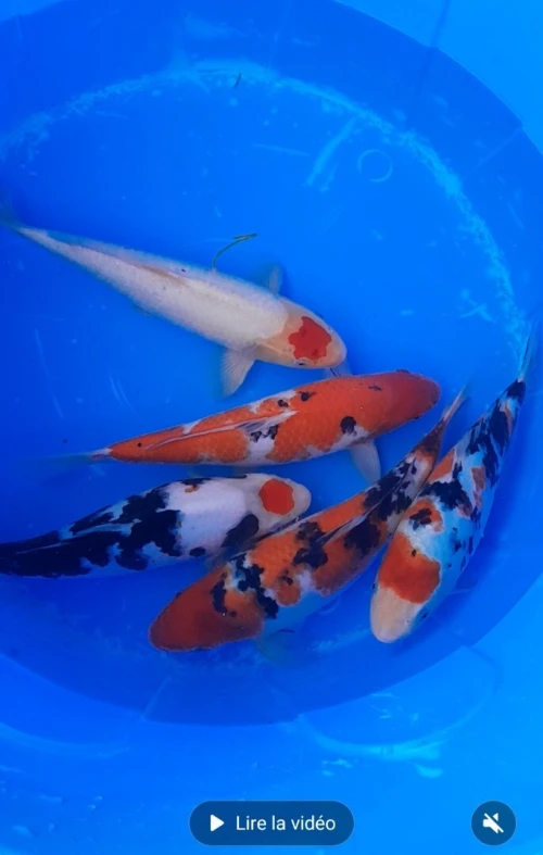 Poisson koi comet .اسماك الكوى والكومات