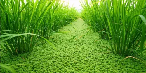 Azolla