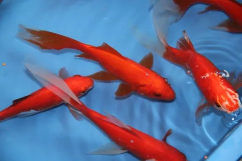 Poisson koi et comet