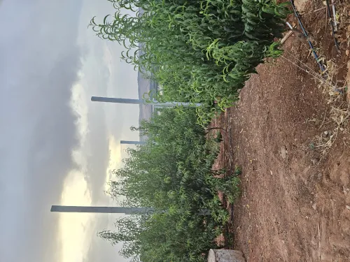 Vente Terrain Agricole Chlef Oum drou