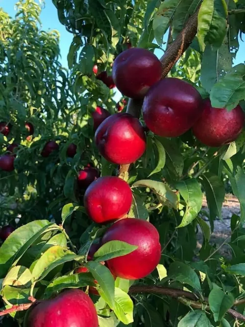 Vente Terrain Agricole Chlef Oum drou