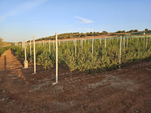Vente Terrain Agricole Chlef Oum drou