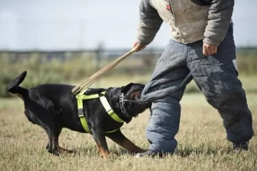 Centre professionnel dressage de chien TURBo canine