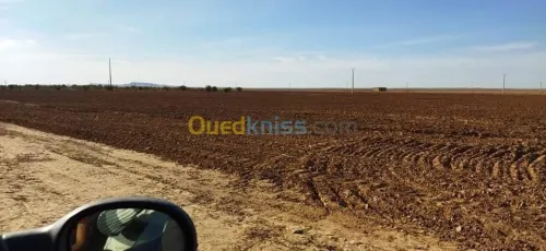 Vente Terrain M'Sila Zerarka