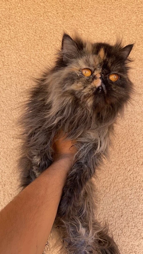 Chat persan femelle van