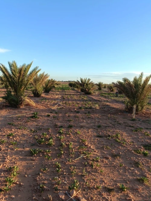 Vente Terrain Agricole Béchar Bechar