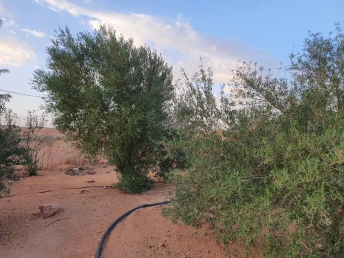 Vente Terrain Agricole Béchar Bechar