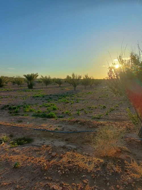 Vente Terrain Agricole Béchar Bechar