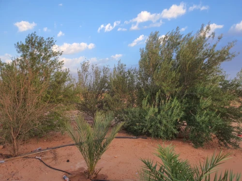 Vente Terrain Agricole Béchar Bechar