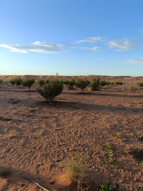 Vente Terrain Agricole Béchar Bechar