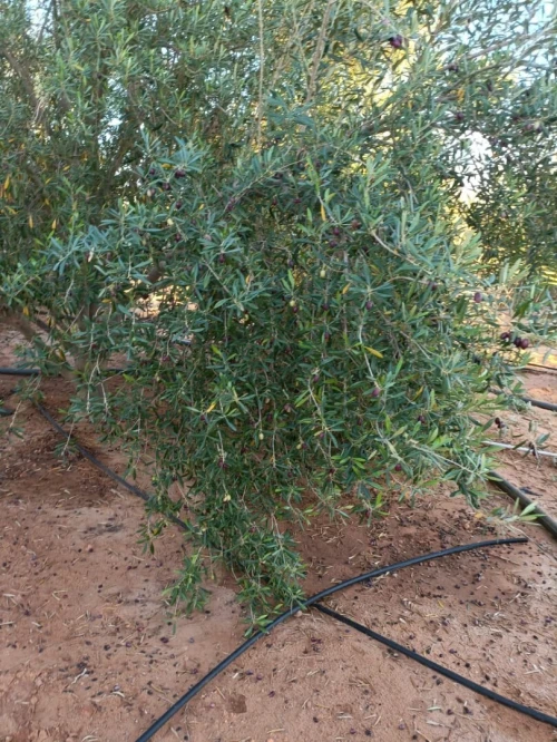 Vente Terrain Agricole Béchar Bechar