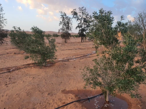 Vente Terrain Agricole Béchar Bechar