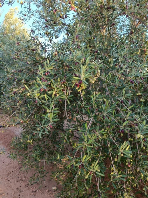Vente Terrain Agricole Béchar Bechar