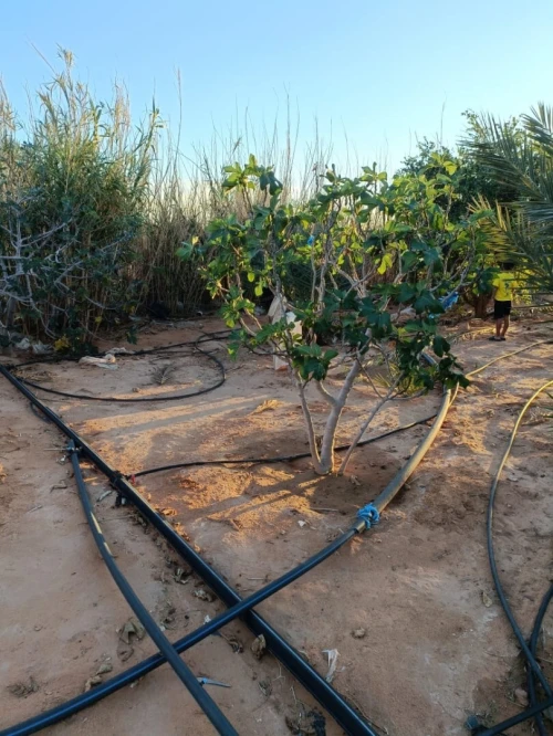 Vente Terrain Agricole Béchar Bechar