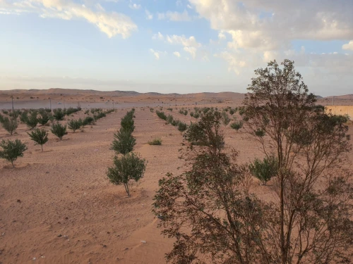 Vente Terrain Agricole Béchar Bechar